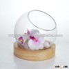 popular clear glass ball green terrariums with tung wood base