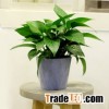 Simple style concrete / cement flower pot and planter