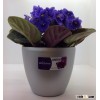 novelty flower pots, desk mini pots, small plant pots