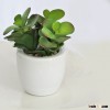 New design high-grade PVC artificial succulent with pot