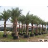 plant root growth container/pot---professional manufacturer