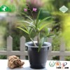 Double wall root control transparent plastic air pot tropical orchid flower pot