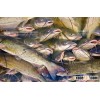 Best Quality Seafood Product Natural Whole Frozen Catfish