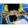 Live King Crab (RED)