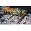 Fresh Live Lobster's Available for Sale