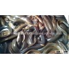 Fresh water eel fish