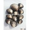 Clam Ocean Quahog