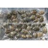 baby clam seafood to Japan