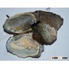 5-6CM vacuum packed fresh water oyster