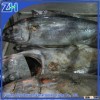 Frozen yellowfin tuna Whole Round