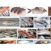 frozen grouper, frozen silver pomfret,hilsa fish,sardin,ribbon ,ell
