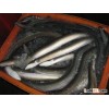 Frozen roasted eel / unagi kabayaki