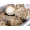 LIVE FRESH/FROZEN SCALLOPS in Shell from Hokkido Japan