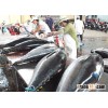 BIGEYE YELLOWFIN TUNA