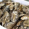 From Pollution-Free Sea Korean Tongyeong Fresh Live Oyster(Whole Shell Oyster / Whole Round)
