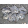 FRESH WHITE POMFRETS_Silver Pomfrets