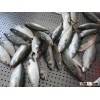 Indian Mackerel