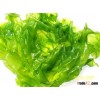 Ulava lactuca