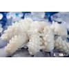 IQF squid flower seafood