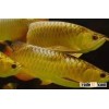 SUPER RED AROWANA FISH FOR SALE