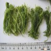 Fresh Seaweed