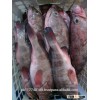 Fresh Reef Cod