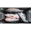 Fresh Atlantic Salmon