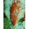 Leopard Coral Grouper - Coral Trout - Dong Xing