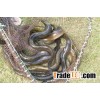 Live EEL