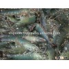 Bngladesh Origin Black Tiger Shrimp HOSO 2