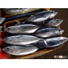 FROZEN BONITO FISH