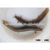 Live loach