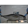 FRESH WHOLE ROUND YELLOWFIN TUNA