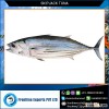 Frozen Bonito Skipjack Tuna With Good Quality at Best Price