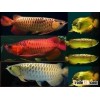 Fresh Arowana Fishes in Different Sizes