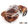 Brown crab (Cancer pagurus)