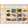 SEAWEED VIETNAM - FRESH SEAGRAP CAULERPA LENTILLIFERA - GREEN CAVIAR OKINAWA DEHYDRATED TIDA KIM OEM