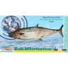 King Fish (Streaked spanish mackerel)