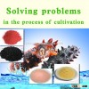 Sea cucumber Immuno-growth promoting preparation, for promoting growth, anti-virus, improving breedi
