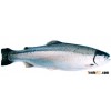 100% FRESH SEA TROUT - STEELHEAD- ATLANTIC OCEAN/SALMON TROUT