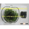 Supplying Dried Sea Grapes (Seaweed) from Vietnam