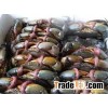 Fresh Frozen Mud Crabs , King Crabs , Soft Shell Crabs , Blue Crab and Swimming Crab
