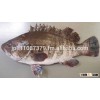 Kue Epinephelus bruneus longtooth grouper