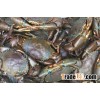 Live Mud Crabs
