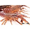Cape Rock Lobster