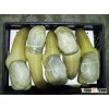 LIVE Geoduck!