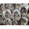 Pacific Oysters Live