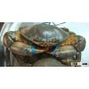 Live Mud/Mangrove Crab for sale