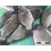 QUALITY TILAPIA W/R AND TILAPIA GUTTED GILLED SCALED OUT 80%NW 1KG/BAG