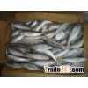 Frozen Horse Mackerel Fish